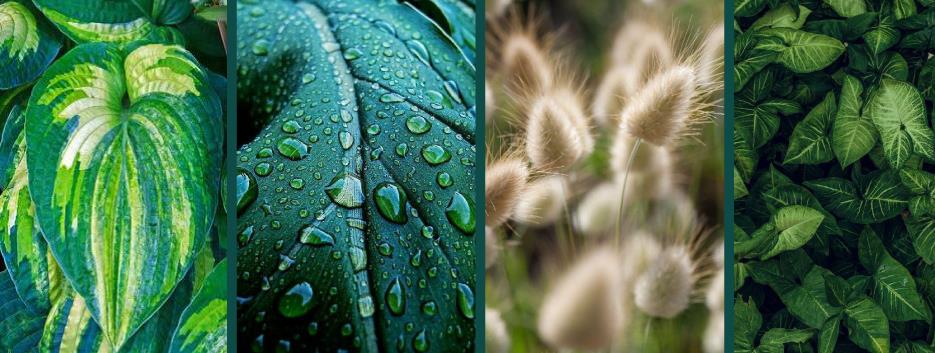 Texturas de folhagens e vegetação natural